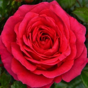 MY DAD (floribunda)